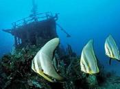 Save Shipwrecks Fish (and Fishing)