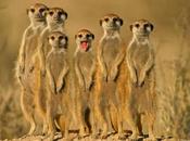 Know About Meerkats?