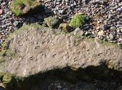 East-West Waterway No.17 Footprints