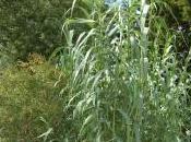 Arundo Donax