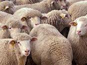 Being Sheepish