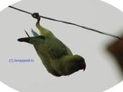 Talking Birds, Abuse Police Action