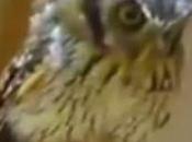 Thursday Stress Relief: Owls, More Owls!