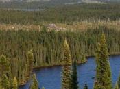 Boreal Forests Challenged Global Change