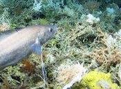 Ocean Acidification Shakes Foundation Cold-water Coral Reefs