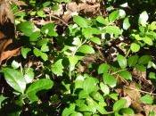 Eternal Huckleberries