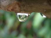 Rain, Sound Plants Growing
