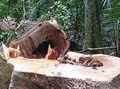 Scientists Warn Only ‘simplified’, Degraded Tropical Forest Remain Century