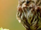 Ideal Owls
