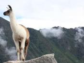 DAILY PHOTO: Llama King Mountain