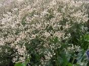 Limonium Platyphyllum