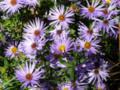 Smooth Heart-leaved Blue Aster Flowers