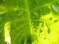 Giant Elephant Leaves Colocasia Gigantea