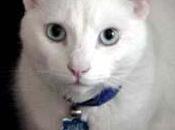 Talking with White Living Room