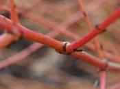 Plant Week: Cornus Sanguinea ‘Midwinter Fire’