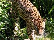 Save Environment: Adopt Jaguar