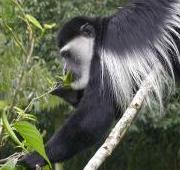 Featured Animal: Monkey