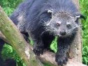 Featured Animal: Binturong