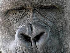 Gorillas Grin Like Mean Something Different