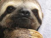 Kristen Bell Loves Sloths Really, Really