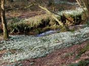 Snowdrop Valley