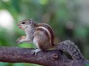 Featured Animal: Indian Palm Squirrel