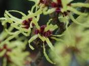 Plant Week: Hamamelis Intermedia ‘Pallida’