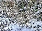 Hampstead Snow