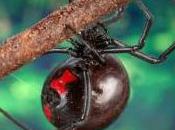 Featured Animal: Black Widow Spider