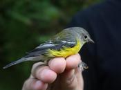 American Bird Conservancy Needs Your Help!