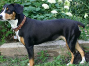 Westminster Show 2012 Feature Breeds, Total