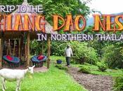 Trip Chiang Nest Northern Thailand
