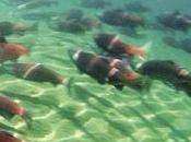 Court Maintains River Flows Northern California Salmon