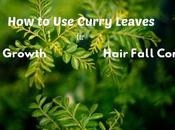 Tips Curry Leaves Hair Growth Control Fall