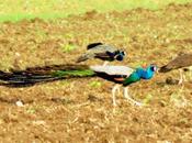 Bird (peacock) Plane, Rail