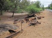 Odisha Govt Forced Close Schools Dhanushkodi Destroyed Tidal Cyclone 1964