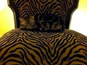 Camouflage Cats