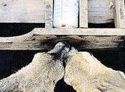 California Drought Cause Animal Activity?