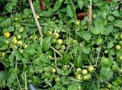 Maskotka's Final Moments