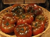 More Tomato Harvests