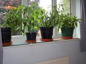 Chilli That Came from Cold