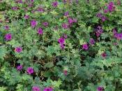 Geranium Himalayense ‘Gravetye’