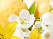 Asian Pear Lily Fragrance