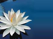 White Lotus