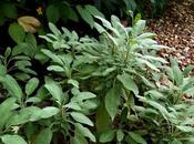 Cider-braised Pork with Sage