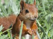 Seeing Red… (squirrels)