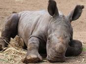 Monarto Welcomes Born White Rhinoceros