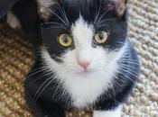 Guest Contributor Alert: Gideon Francois