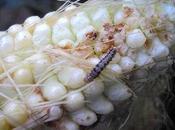 Obscure Species Matter