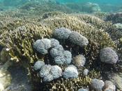Snorkeling Sumilon Island: Seeing Stunning World Steps from Shore